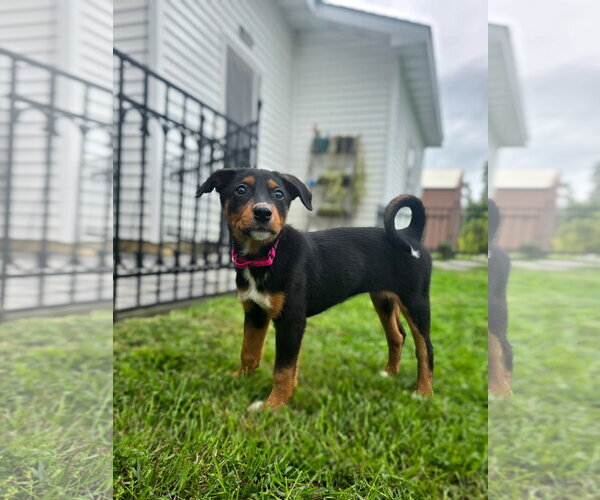Medium Photo #7 Doberman Pinscher-Unknown Mix Puppy For Sale in Buffalo, MN, USA