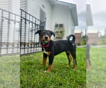 Small #6 Doberman Pinscher Mix