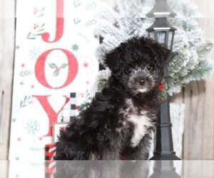Havanese Puppy for sale in MOUNT VERNON, OH, USA
