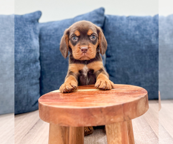 Medium Photo #2 Beaglier Puppy For Sale in MILLERSBURG, OH, USA