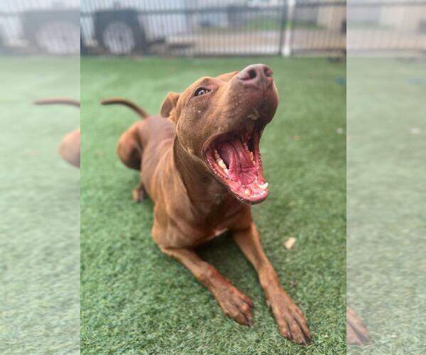 Medium Photo #3 Mutt Puppy For Sale in Rockwall, TX, USA