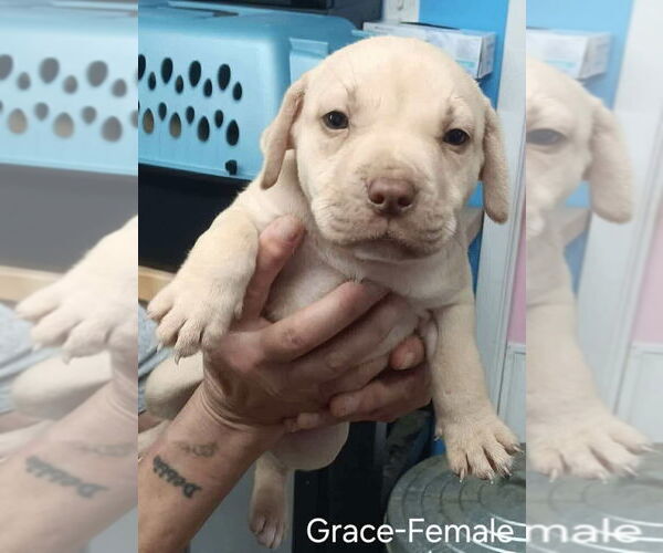 Medium Photo #1 American Pit Bull Terrier-American Staffordshire Terrier Mix Puppy For Sale in Wenonah, NJ, USA