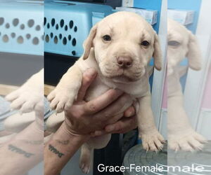 American Pit Bull Terrier-American Staffordshire Terrier Mix Dogs for adoption in Wenonah, NJ, USA