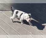Small Photo #5 American Bully Puppy For Sale in BARNEGAT, NJ, USA