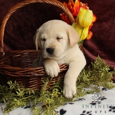 Labrador Retriever Puppy for sale in GAP, PA, USA