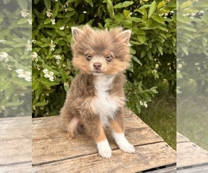 Pomeranian Puppy for sale in MIDDLEBURY, IN, USA