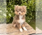 Image preview for Ad Listing. Nickname: Zeus
