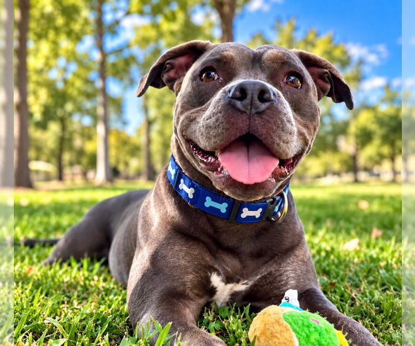 Medium Photo #2 American Staffordshire Terrier Puppy For Sale in Euless, TX, USA