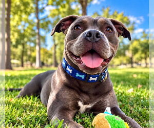 Rax - Male American Staffordshire Terrier Dog for Adoption - Photo #2