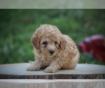 Small Photo #2 Poodle (Miniature) Puppy For Sale in BLUFORD, IL, USA