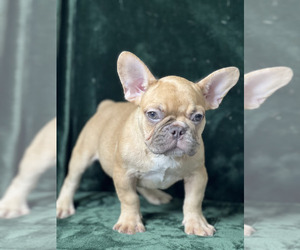 French Bulldog Puppy for sale in ATL, GA, USA