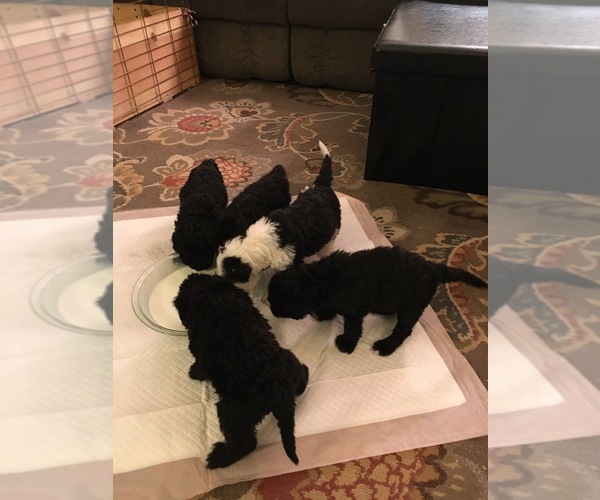 Medium Photo #2 Sheepadoodle Puppy For Sale in MEDFORD, OR, USA