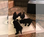 Small Photo #2 Sheepadoodle Puppy For Sale in MEDFORD, OR, USA
