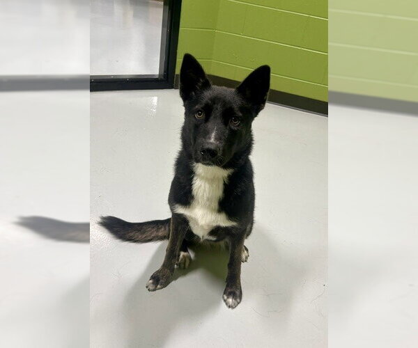 Medium Photo #2 German Shepherd Dog-Unknown Mix Puppy For Sale in Temple, TX, USA