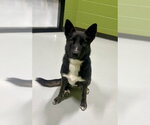 Small #1 German Shepherd Dog Mix