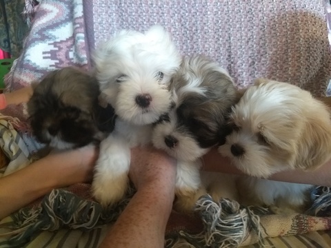 Medium Photo #1 Shih Tzu-Shih-Poo Mix Puppy For Sale in MILLINGTON, MI, USA