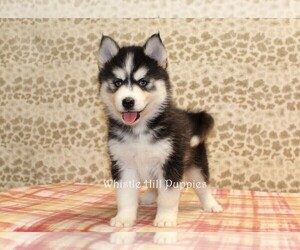 Pomsky Puppy for sale in DENVER, PA, USA