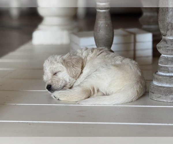 Medium Photo #20 Labradoodle Puppy For Sale in ADGER, AL, USA