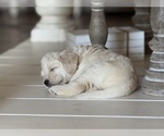Small #19 Labradoodle