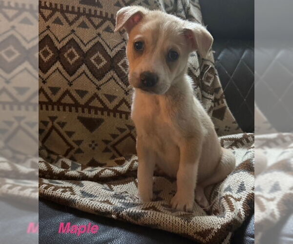 Medium Photo #4 Lab-Pointer Puppy For Sale in Brewster, NY, USA