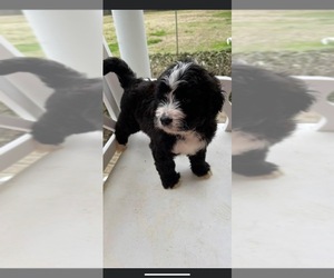 Bernedoodle Puppy for sale in GRAHAM, NC, USA
