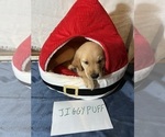 Small Photo #16 Golden Retriever Puppy For Sale in KENOVA, WV, USA