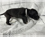 Small Photo #2 Great Dane Puppy For Sale in CONROE, TX, USA