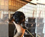 Small Photo #33 German Shepherd Dog Puppy For Sale in GRAHAM, MO, USA