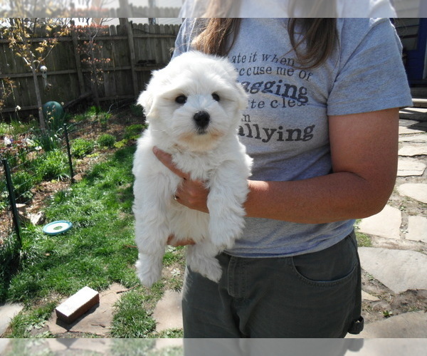 Medium Photo #17 Coton de Tulear Puppy For Sale in COLUMBIA, MO, USA