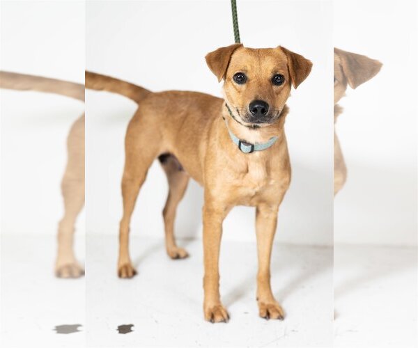 Medium Photo #5 Mutt Puppy For Sale in Minneapolis, MN, USA