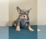 Small Photo #9 French Bulldog Puppy For Sale in CHOCTAW, OK, USA