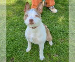 Small #1 Boston Terrier Mix