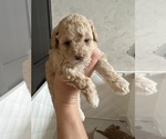 Small #2 Poodle (Toy)