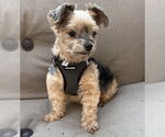 Small #1 Mutt