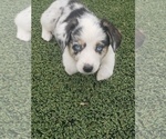 Puppy 8 Aussie-Corgi