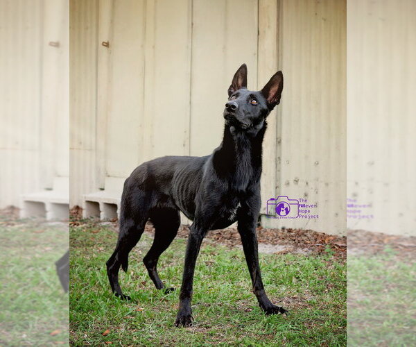 Medium Photo #4 Mutt Puppy For Sale in Imlay City, MI, USA