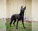 Small Photo #4 Mutt Puppy For Sale in Imlay City, MI, USA