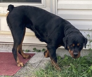 Rottweiler Puppy for sale in INDIANAPOLIS, IN, USA