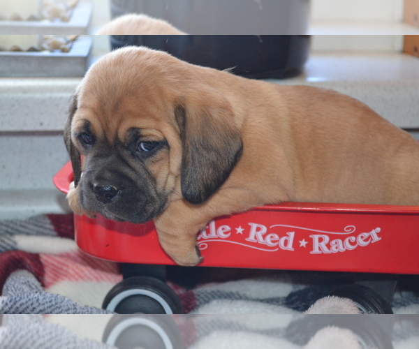 Medium Photo #20 Jug Puppy For Sale in GREENWOOD, WI, USA