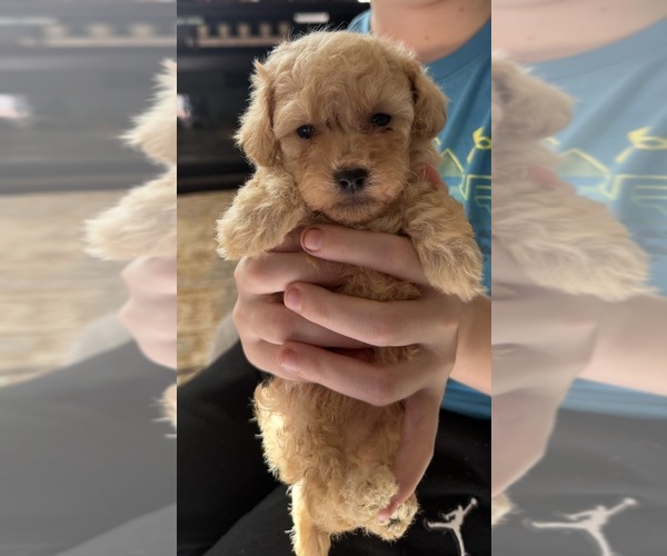 Medium Photo #2 Maltipoo (Miniature) Puppy For Sale in ALEXANDRIA, VA, USA