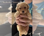 Small #1 Maltipoo (Miniature)
