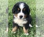 Small Photo #3 Bernese Mountain Dog Puppy For Sale in MCCONNELSVILLE, OH, USA