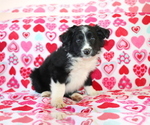 Small #2 Border Collie