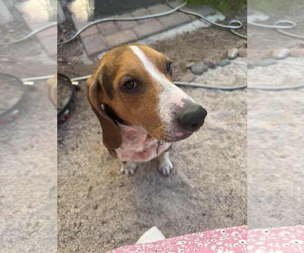 Medium Photo #3 Beagle Puppy For Sale in Las Vegas, NV, USA