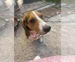 Small #2 Beagle