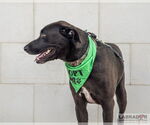 Small #9 Labrador Retriever Mix