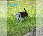 Small #4 Boxer