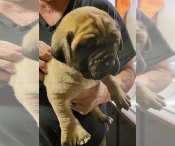 Medium Photo #1 Cane Corso Puppy For Sale in NUNICA, MI, USA