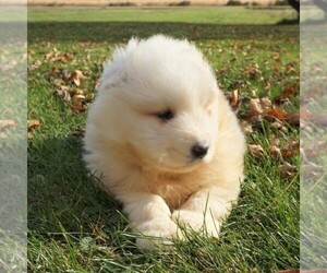 Samoyed Puppy for sale in THORP, WI, USA