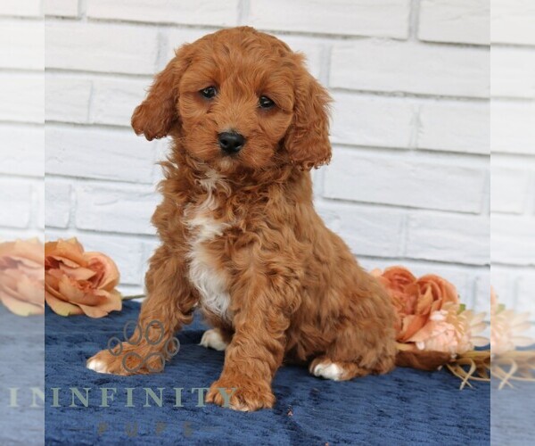 Medium Photo #4 Cavapoo (Miniature) Puppy For Sale in NARVON, PA, USA